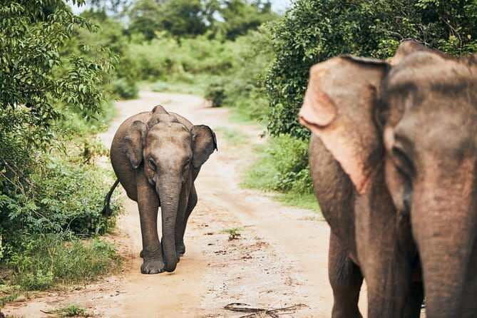 Bundala National Park by Ajith Safari - Exploring Bundala National Park with Ajith Safari Jeep Tours
