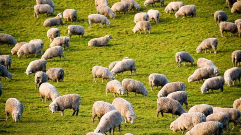 Burgos: sheep milking experience - Final Thoughts: Is It Worth It?