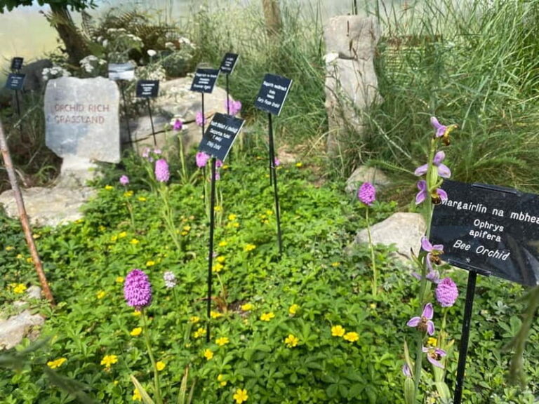 Burren Botany Experience - Who Should Consider This Tour?