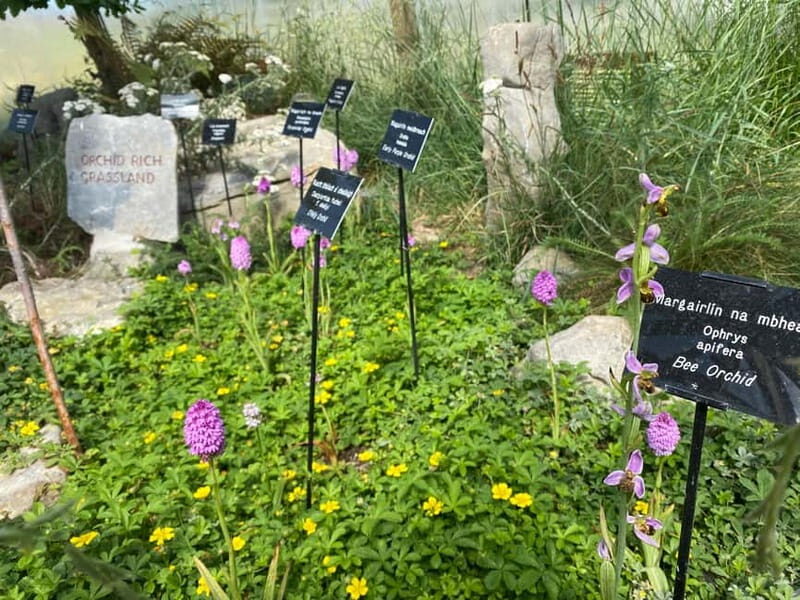 Burren Botany Experience - Who Should Consider This Tour?