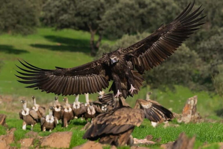 Cáceres: Monfrague Wildlife Full-Day Tour - Discovering Monfragüe: An Authentic Natural Escape