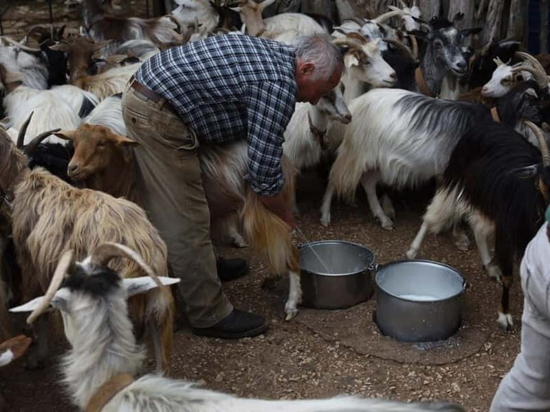 Cagliari: Blue Zone Experience Day Trip - Exploring the Tour Itinerary in Detail