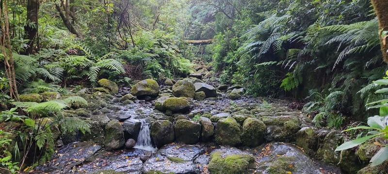 Caldeirão Verde: Queimadas PR9 Transfer and Self-Guided Hike - Authentic Insights from Travelers