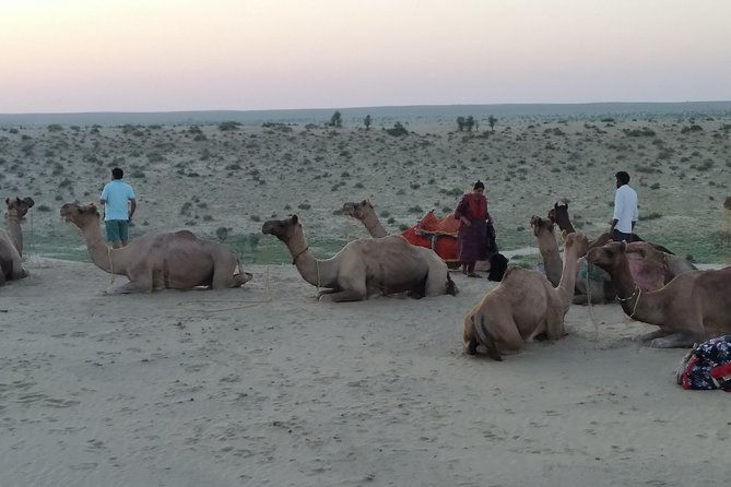 Camel Safari - Introduction