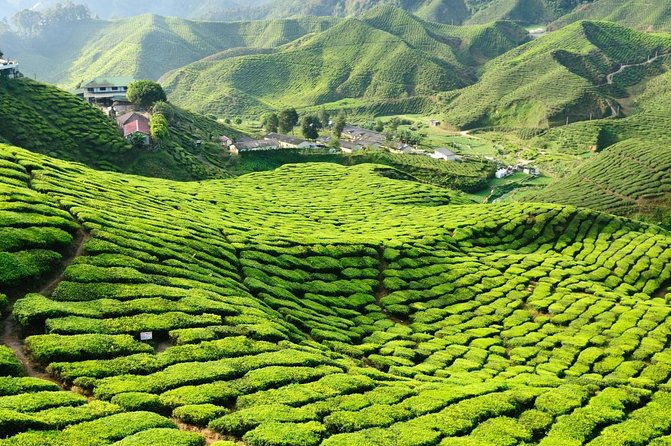 Cameron Highland Day Tour From Kuala Lumpur With Lunch Local food - Exploring the Cameron Highland Day Tour from Kuala Lumpur: An In-Depth Review