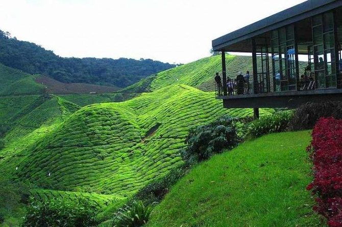 Cameron Highland Day Tour from Kuala Lumpur - Exploring the Cameron Highlands Day Tour from Kuala Lumpur: An Honest Review