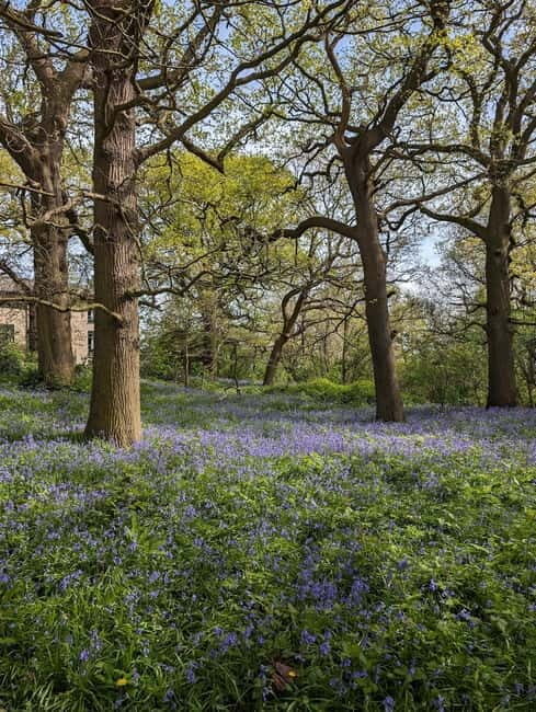Canterbury: City Nature Tour with Forest Bathing - Details and Practicalities