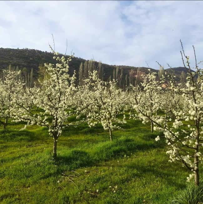 Careva Distillery: Taste Macedonian Brandies, Wines & Nature - Practical Details & Value