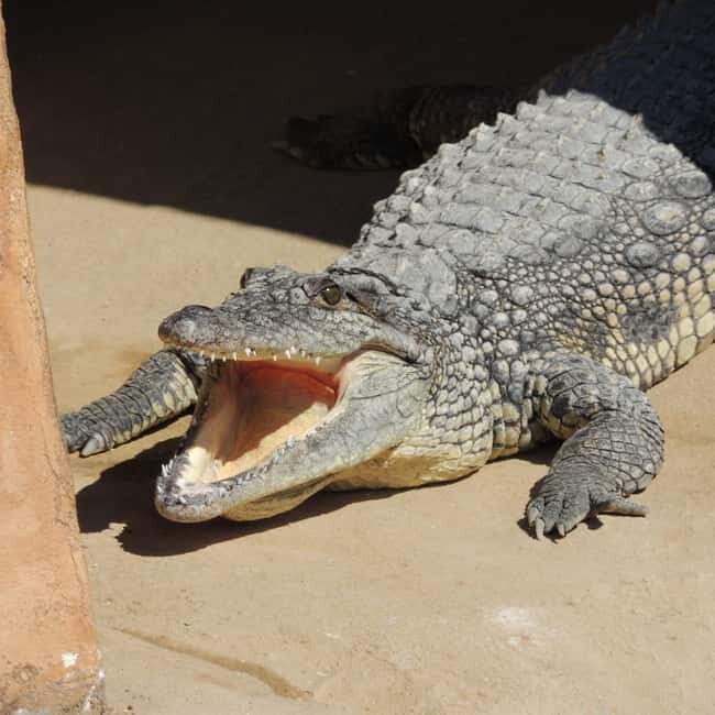 Carini: admission ticket to the Biopark of Sicily - Practical Details and What to Expect