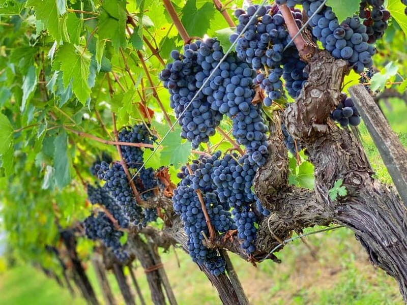 Carmignano: Wine Tour with a Wine Educator - Practical Details & Value