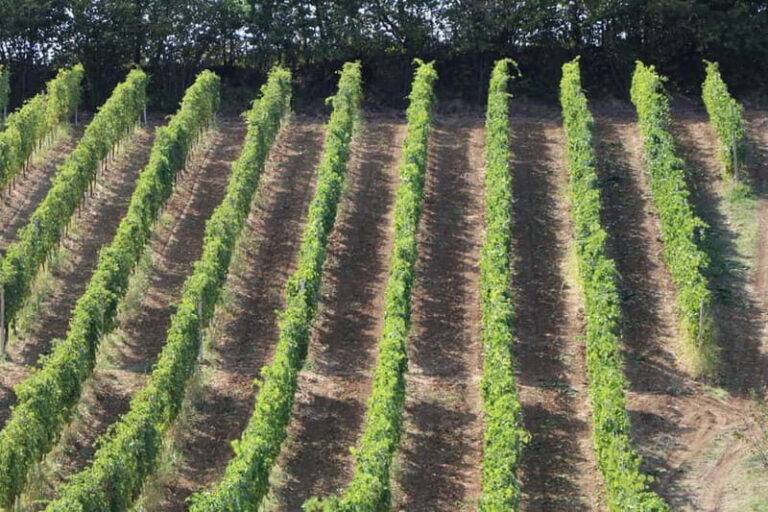 Castell'Arquato: Winery tour and tasting Colli Piacentini wines - Why This Tour Stands Out