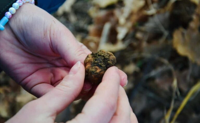 Castellina in Chianti: Truffle Search, Wine Tasting & Lunch - Why This Tour Is a Great Value
