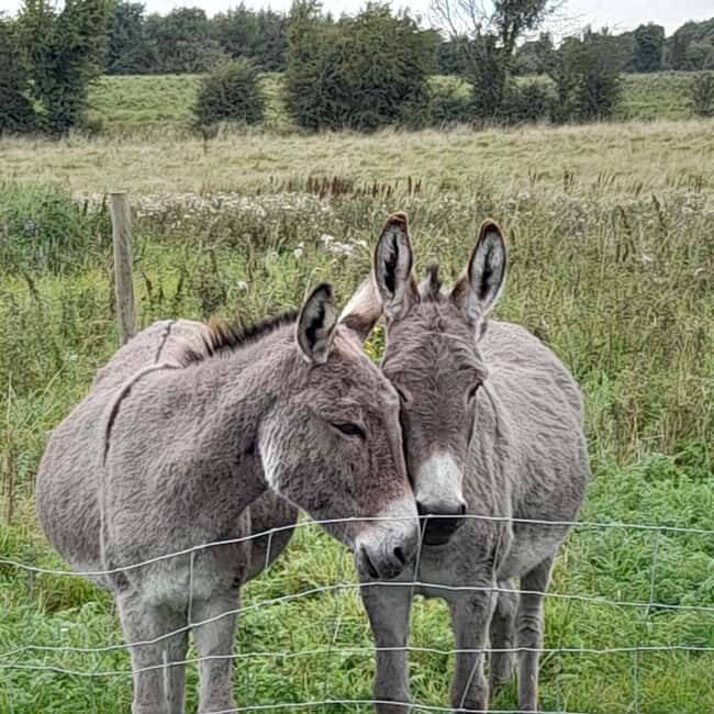 Castlegadddery: Murtagh's Organic Farm Guided Tour - Who Will Love This Experience?