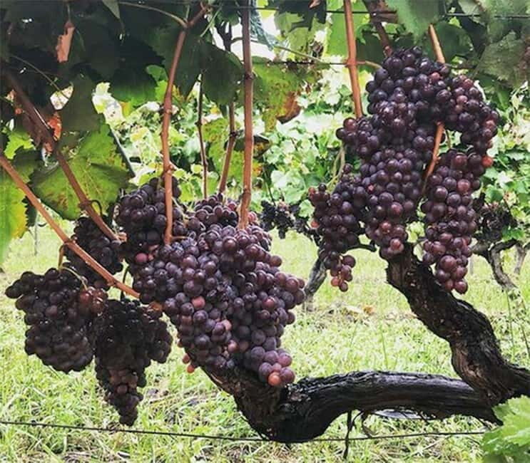Catania : Wine and Lunch Tour - Sampling Seven Wines