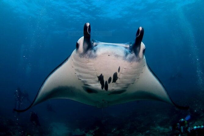 Certified Scuba Dive with Manta Rays (Open Water Diver minimum) - The Underwater Wonder of Nusa Penida: What Makes This Tour Special