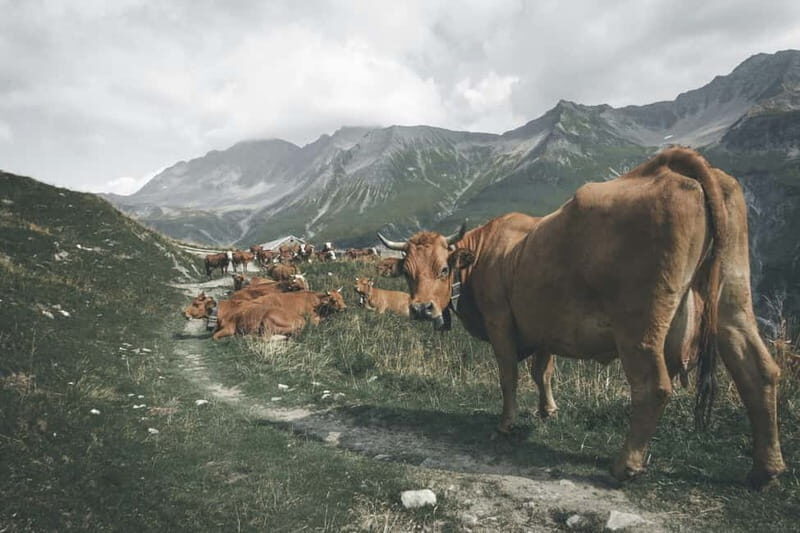 Chamonix: Hike and taste local products facing Mont Blanc - Who Is This Tour Best For?
