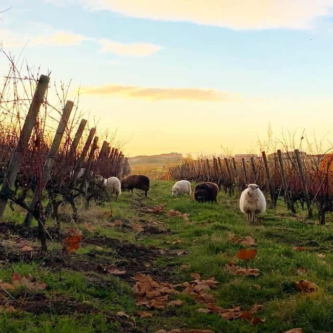 Chateau Thivin Welcome visit Wine tour in Beaujolais (Odenas) - What to Expect: Practical Details