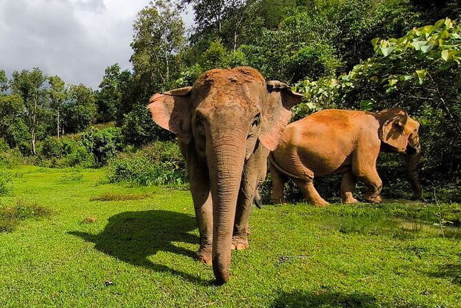Chiang Mai Elephant Sanctuary Observation and Bamboo Rafting - Key Points