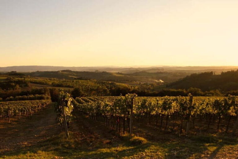 Chianti: Fattoria La Leccia - Guided Visit and Tasting - What Makes This Tour Stand Out