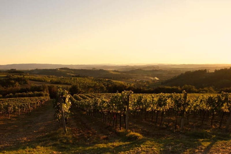 Chianti: Fattoria La Leccia - Guided Visit and Tasting - What Makes This Tour Stand Out