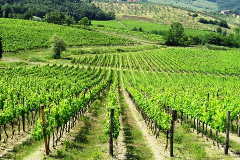 Chianti Hills: AppGuided eVespa Tour + Lunch in Greve - Practical Details and Considerations
