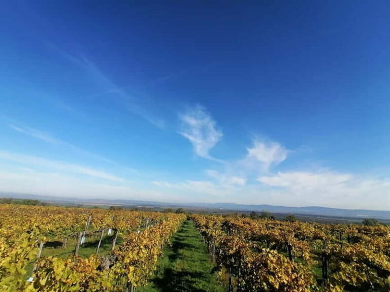 Close to Budapest:Wine Tasting in a Small Cozy Family Winery - A Closer Look at the Experience