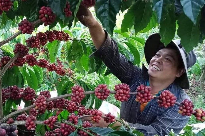 Coffee & Culture Experience _From Farm to Cup by Elon Farm - An In-Depth Look at the Coffee & Culture Experience