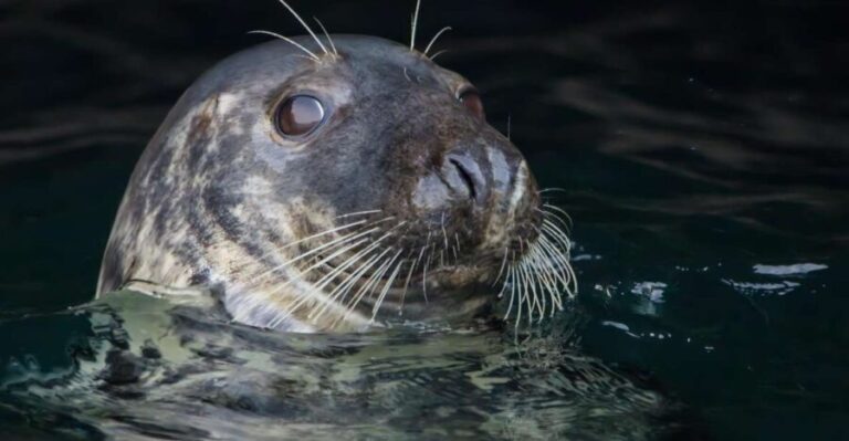 Cornwall: Guided Seal Safari by Boat - The Itinerary in Detail