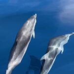 Costa Calma: Fuerteventura Dolphin Watching Boat Tour - What to Expect on the Tour
