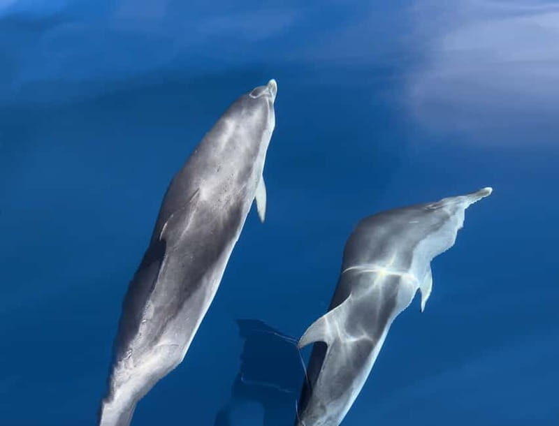 Costa Calma: Fuerteventura Dolphin Watching Boat Tour - What to Expect on the Tour