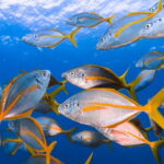 Costa Teguise: Guided 2-hour Snorkeling Tour for all levels - The Value of a Half-Day Snorkeling Adventure