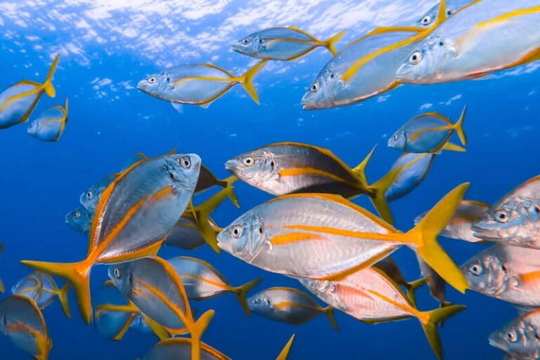 Costa Teguise: Guided 2-hour Snorkeling Tour for all levels - The Value of a Half-Day Snorkeling Adventure