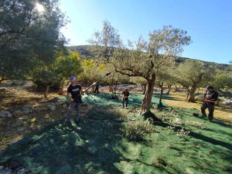 Cres Olive Harvest Tour - The Itinerary and What You Can Expect