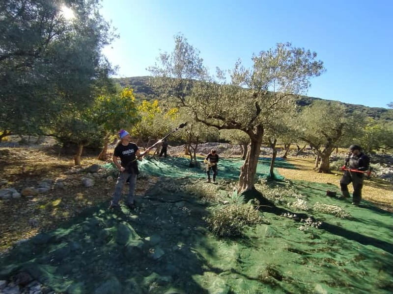 Cres Olive Harvest Tour - The Itinerary and What You Can Expect