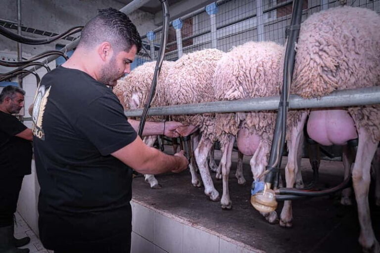 Crete: Farm Visit with Cheese Tasting and Milking Experience - Authenticity and Value