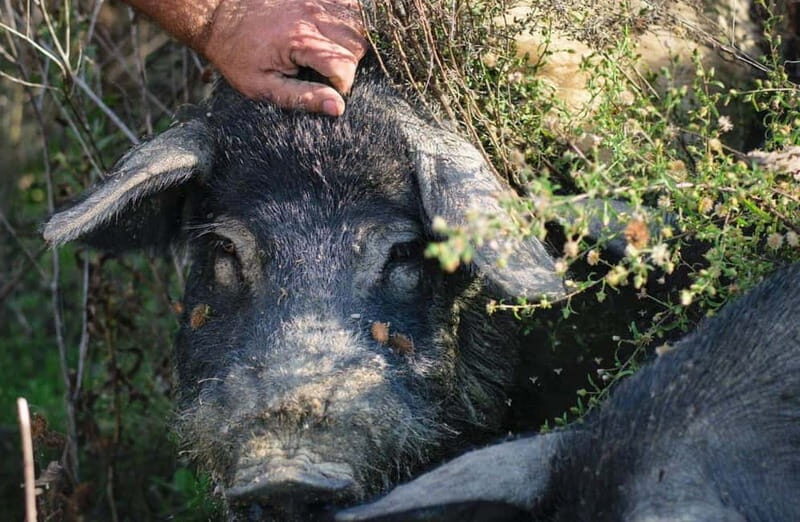 Cured Meat & Olive Oil Tasting & Visit near Pisa & Livorno - What Makes This Experience Special?