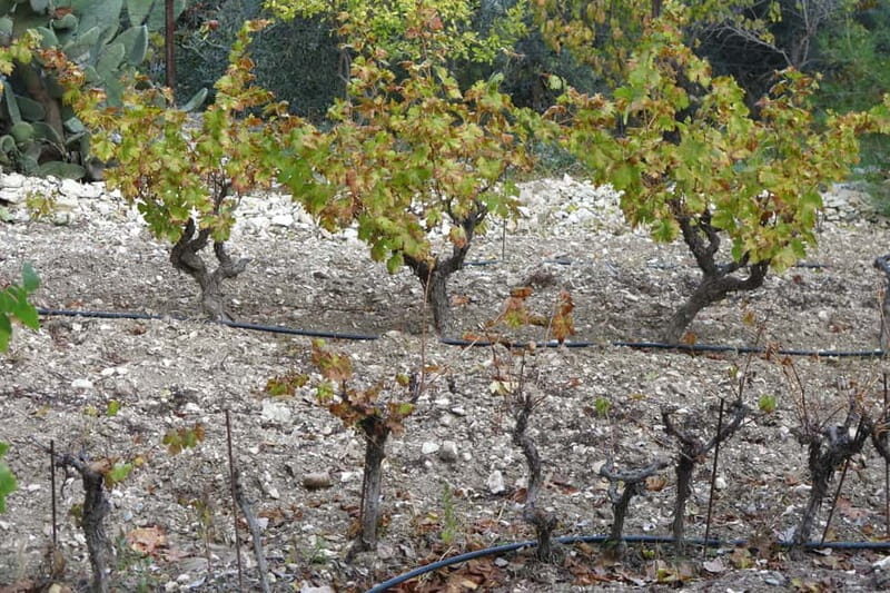 Cyprus: Troodos Mountain Food & Wine Tasting Tour with Lunch - Transportation and Group Size