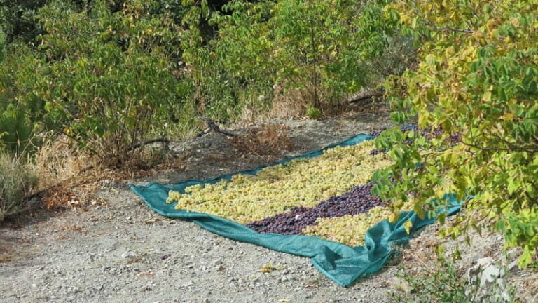 Cyprus: Troodos Mountains Villages and Wineries Tour - Transportation and Group Size