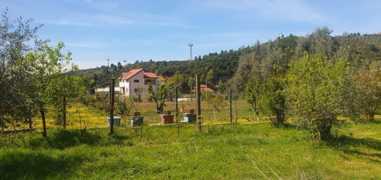 Daily Tour in Tirana - Transportation, Guides, and Value