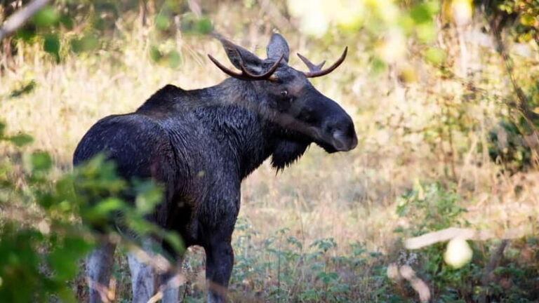 Dals Långed: Moose Park Guided Tour with Feeding - Practical Details for Your Visit