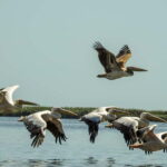 Danube Delta: Birds & Secret Channels 4-Day Tour - Day 1 & 2: The Bird Safari and Hidden Lakes
