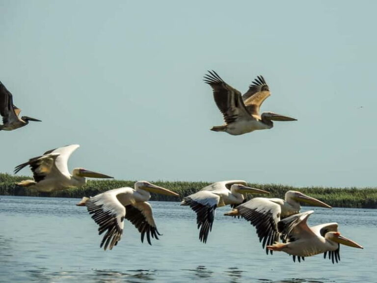 Danube Delta: Birds & Secret Channels 4-Day Tour - Day 1 & 2: The Bird Safari and Hidden Lakes