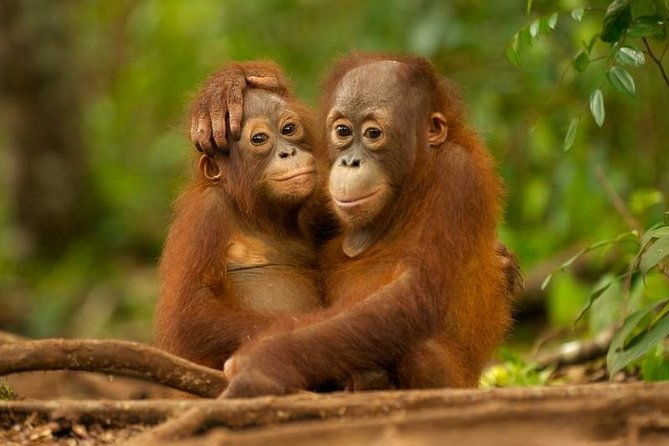 Day Trip Sepilok Orang-utan And City Tour - Exploring the Day Trip to Sepilok Orang-utan and Kota Kinabalu City
