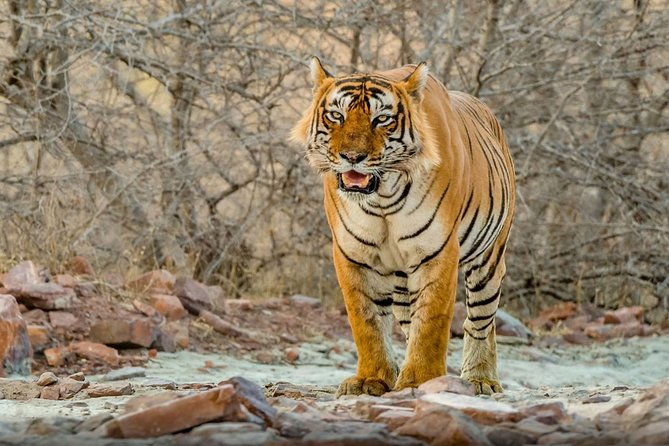 Day Trip to Ranthambore Tiger Safari from Jaipur - An In-Depth Look at the Itinerary