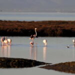 Deltebre: bicycle rentals in the Ebro Delta - Authentic Experiences and Traveler Insights