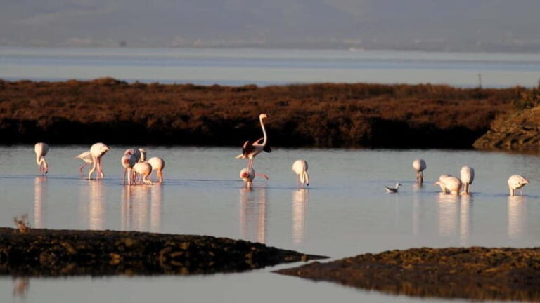 Deltebre: bicycle rentals in the Ebro Delta - Authentic Experiences and Traveler Insights