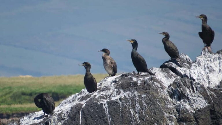 Dingle: Blasket Island Eco Tour with Wildlife Watching - Wildlife Watching: What You Might See