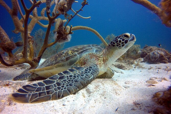 Discover Scuba diving on Arubas reef (Private tour) - What to Expect from the Aruba Discover Scuba Experience