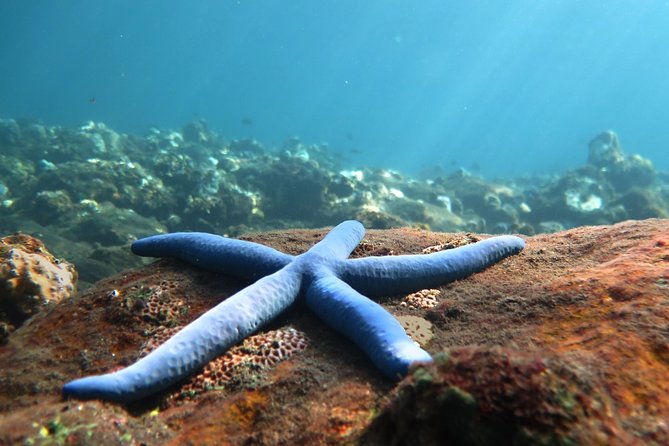 Discover Scuba Diving Tulamben Bali For Non-Certified Divers - Key Points  