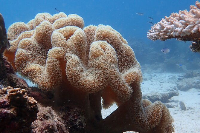 Dive Trip Experience in Koh Tao - An In-Depth Look at the Koh Tao Dive Trip